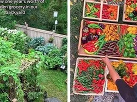 Gia đình trồng rau quả trong sân nhà suốt 1 năm, thành quả thu được khiến chính họ sững sờ