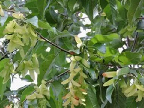 Người xưa dặn "nhà nên tựa núi": 3 cây trồng sau nhà giúp "đời đời thịnh vượng"