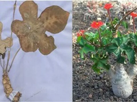 Phát hiện hợp chất tiềm năng điều trị gút trong 3 cây rất quen thuộc ở Việt Nam