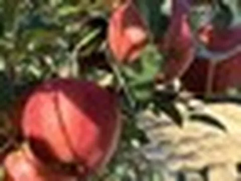 Trung Quốc quyết tâm làm giàu với loại quả Việt Nam đang trồng rất nhiều: Ứng dụng AI và dữ liệu lớn, giá cao hơn 20%