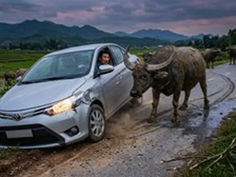 Hai lần chết hụt vì trâu bò thả rông trên đường tỉnh