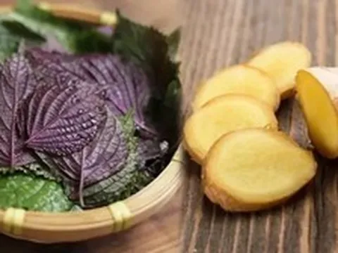 Lá tía tô nấu với gừng có tác dụng gì và những lưu ý quan trọng khi dùng