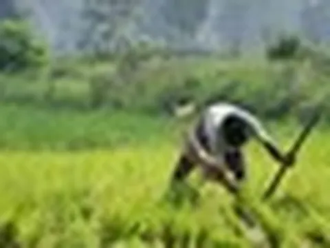 Nhà cung cấp gạo cho 140 quốc gia đón sóng gió, hơn nửa triệu tấn mắc kẹt tại các cảng