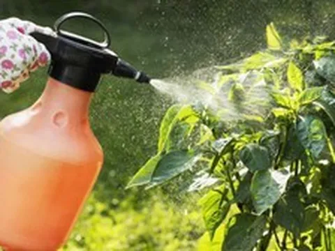 Vì sao nhiều người xịt nước tỏi lên cây? Đơn giản nhưng không phải ai cũng biết