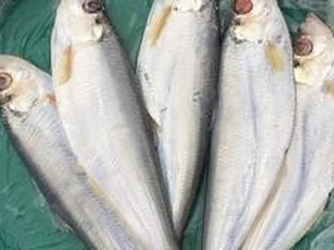 4 loại cá được mệnh danh là "tứ quý ngư", đi chợ thấy là nên mua
