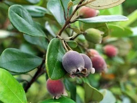 Loại quả là vị thuốc, giàu dưỡng chất nhưng 5 nhóm người không nên dùng