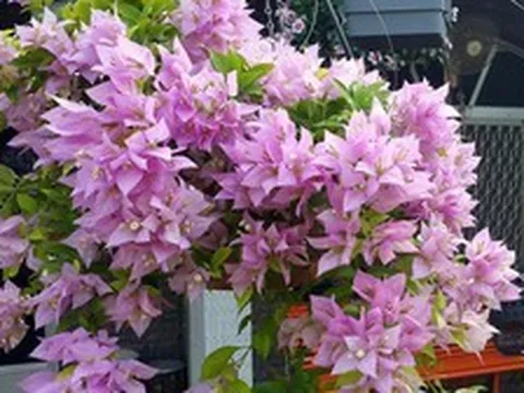 5 lý do nên trồng một cây hoa giấy trong nhà