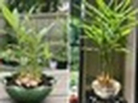 5 lý do vì sao gia đình nào cũng nên trồng một chậu gừng trong nhà