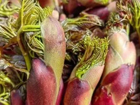 Việt Nam có loại rau dại được Trung, Nhật, Hàn cực ưa chuộng: Bổ như sâm, giá đắt hơn cả thịt!
