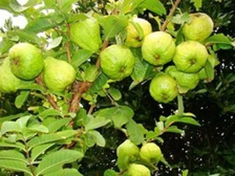 Lời khuyên đến tất cả các gia đình đang trồng cây ổi để ăn