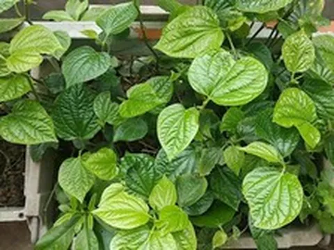 4 lý do vì sao gia đình nào cũng nên trồng 1 bụi cây lá lốt trong nhà