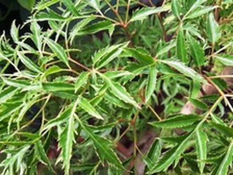 6 lý do nên trồng cây đinh lăng