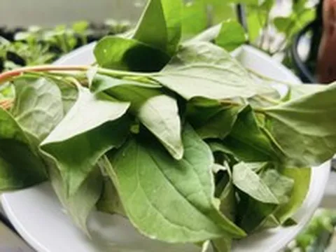 Lời khuyên đến tất cả các gia đình đang trồng cây diếp cá
