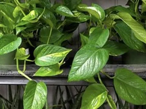 4 lời khuyên cho những gia đình đang trồng cây trầu bà trong nhà