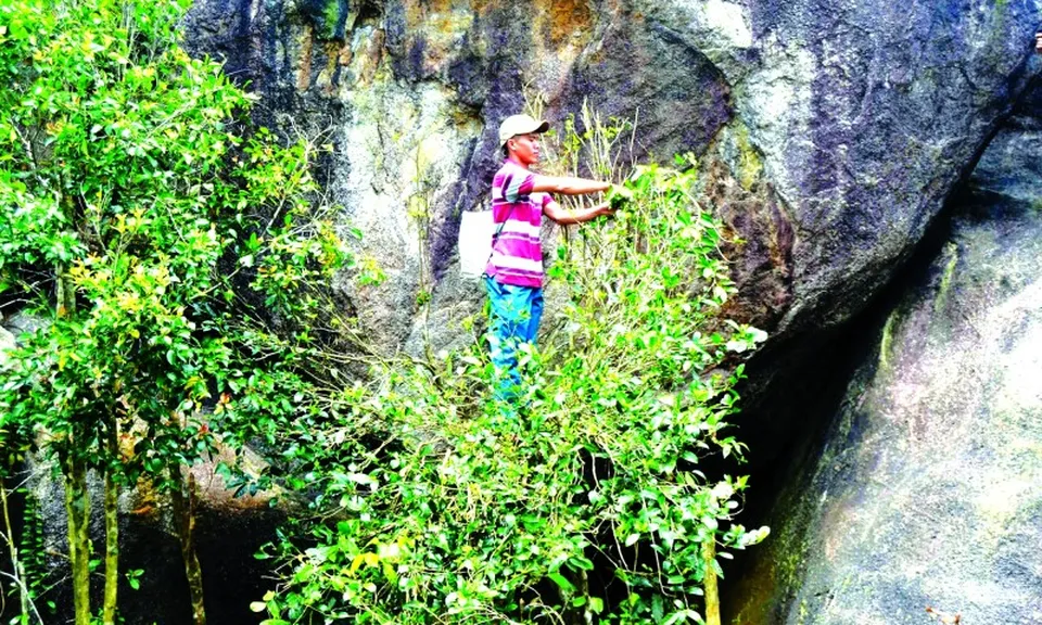 Độc đáo trà Mã Dọ