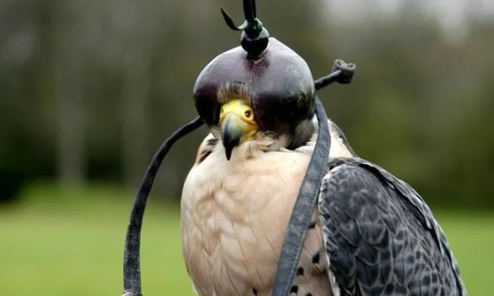 Loài chim đắt đỏ bậc nhất thế giới giá nửa tỷ/con, đi máy bay như “quý tộc”