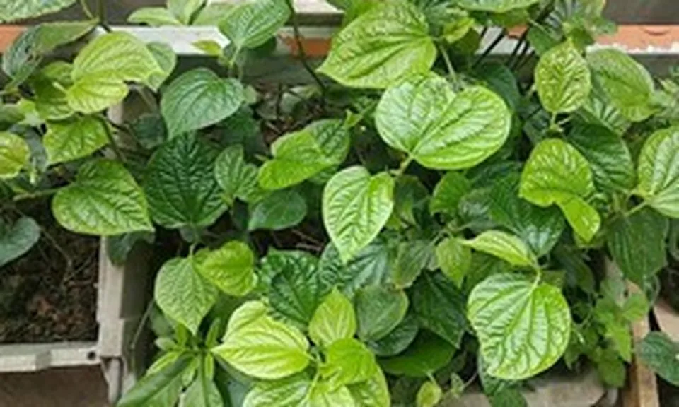4 lý do vì sao gia đình nào cũng nên trồng 1 bụi cây lá lốt trong nhà